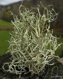Ramalina willeyi image