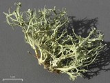 Ramalina willeyi image
