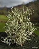 Ramalina willeyi image