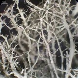 Ramalina willeyi image