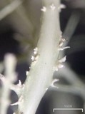 Ramalina willeyi image