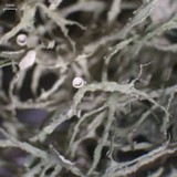 Ramalina willeyi image
