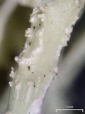 Ramalina willeyi image