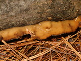 Bjerkandera adusta image