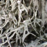 Ramalina willeyi image