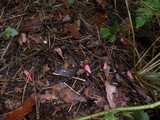 Mutinus ravenelii image