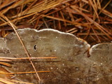 Bjerkandera adusta image