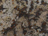 Caloplaca ochracea image