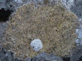 Caloplaca ochracea image