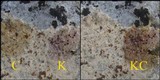 Caloplaca ochracea image