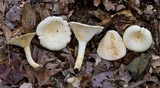 Lactarius maculatipes image