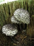 Strobilomyces confusus image