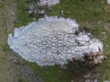 Pertusaria pustulata image