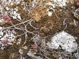 Diploschistes diacapsis image