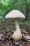 Amanita ravenelii image