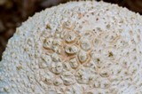 Amanita ravenelii image