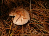 Hygrophorus pudorinus image