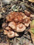 Gymnopus luxurians image