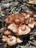 Gymnopus luxurians image