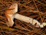 Hygrophorus pudorinus image