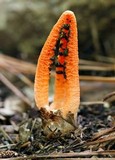 Pseudocolus fusiformis image