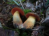 Boletus erythropus image