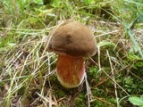 Boletus erythropus image