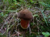Boletus erythropus image