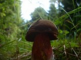 Boletus erythropus image