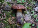 Boletus erythropus image