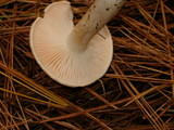 Hygrophorus pudorinus image