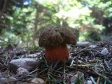 Boletus erythropus image