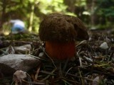 Boletus erythropus image