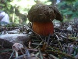 Boletus erythropus image