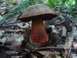 Boletus erythropus image