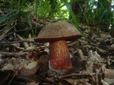 Boletus erythropus image
