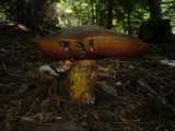 Boletus erythropus image
