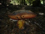 Boletus erythropus image