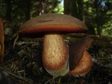 Boletus erythropus image