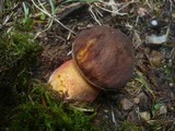 Boletus erythropus image