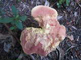 Boletus bicolor var. subreticulatus image