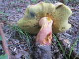 Boletus bicolor var. subreticulatus image