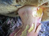 Boletus bicolor var. subreticulatus image