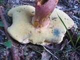 Boletus bicolor var. subreticulatus image