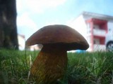 Boletus luridus image
