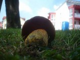 Boletus luridus image