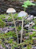 Mycena subcaerulea image