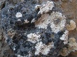 Toninia coelestina image