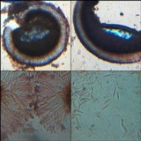 Toninia coelestina image