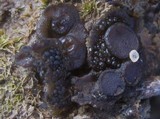 Collema tenax var. tenax image